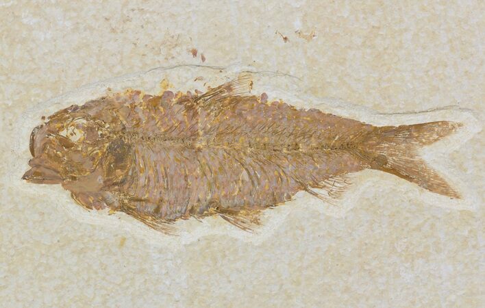 Detailed, Knightia Fossil Fish - Wyoming #52206